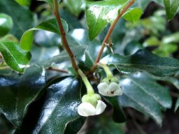 Diospyros whyteana flowers